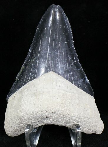 Bone Valley Megalodon Tooth #22146